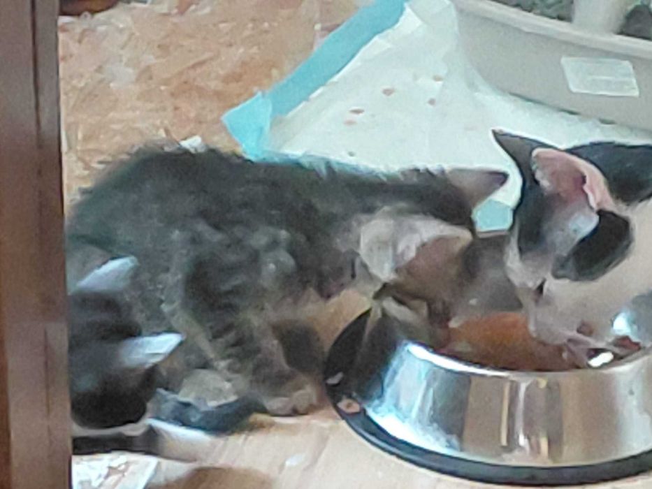 Pisoi pentru adopție – în căutarea unor familii iubitoare