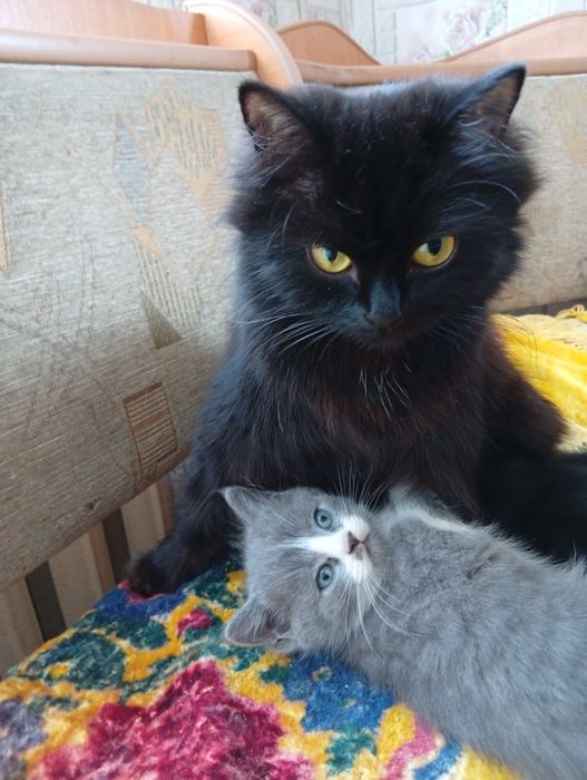 Отдам котят в добрые руки