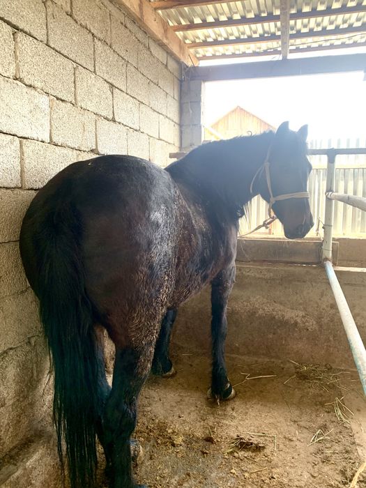 Жылкы ети 2400тг