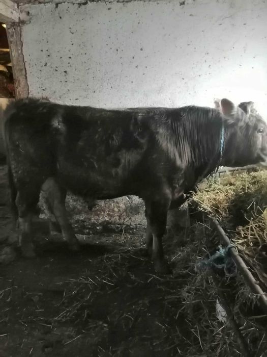 Продавам теле за бик