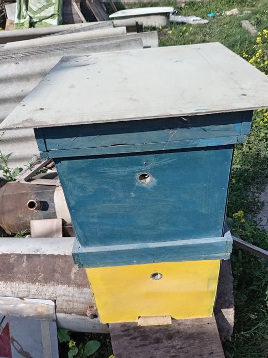 Asal ari yashigi yangi