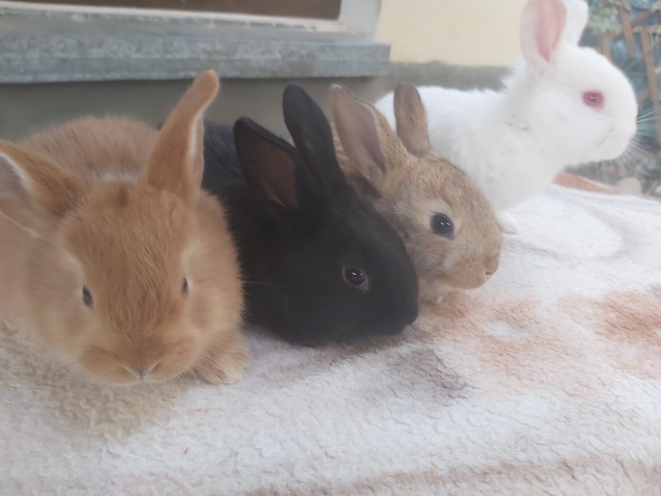 Продаются кролики крольчата куен болалари  оптом