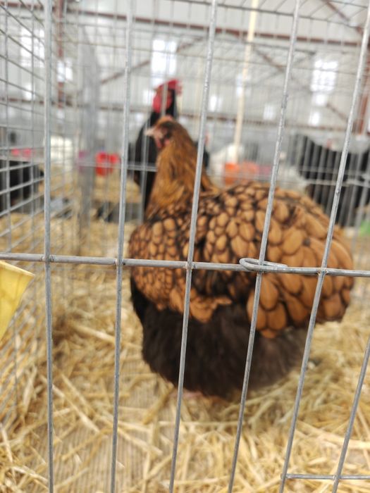 Găini Orpington auriu