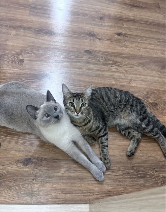 Кошка в добрые руки