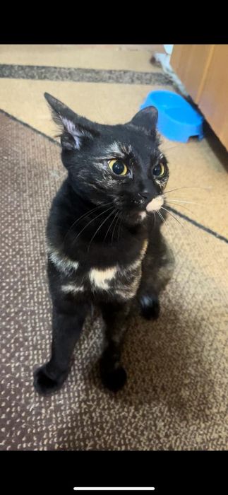 Потерялась кошка.