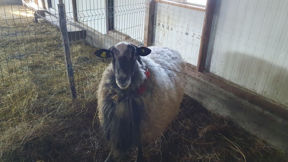 Berbec ROMANOV cu certificat