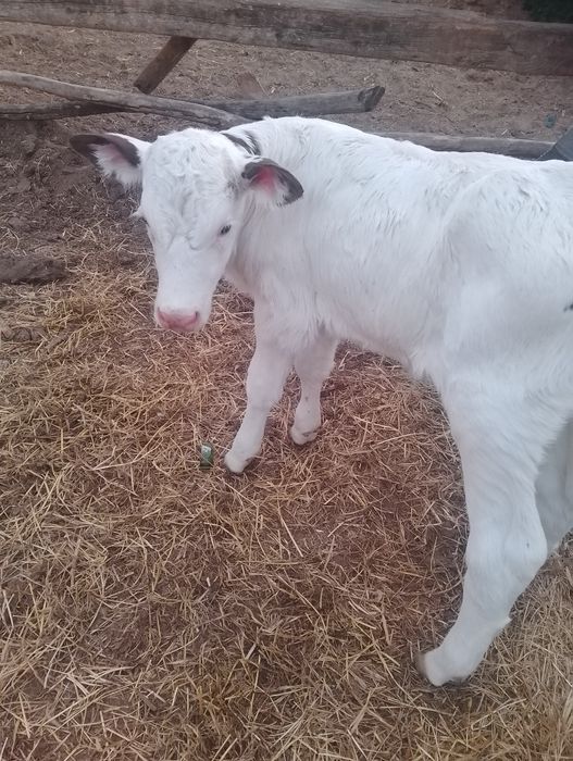 Viteza belga de vînzare