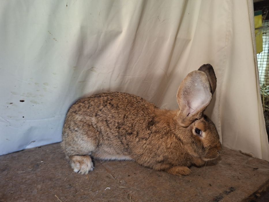 Iepuri- Iepuroaica matură,  un an, 7 kg.