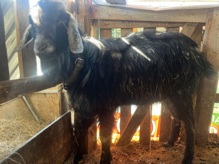 Продам козленкаа