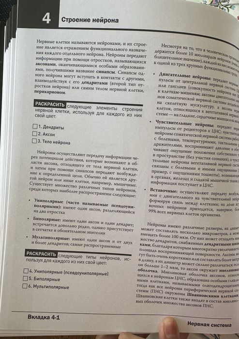Анатомия Неттера Раскраска