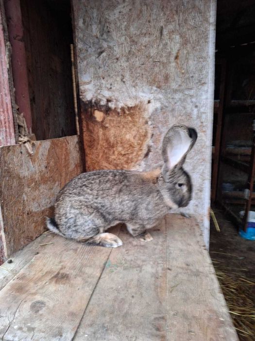 Mascul uriaș german