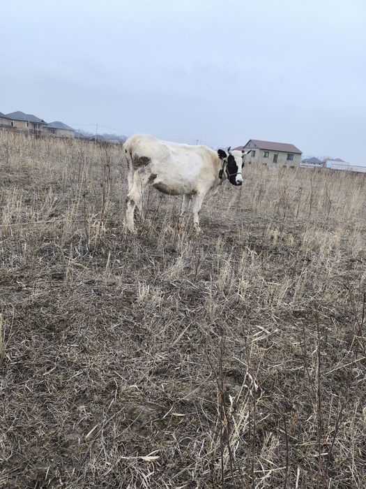 Буаз, сүтті сиыр сатылады