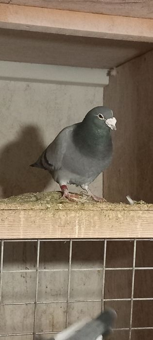 Porumbei  de vanzare