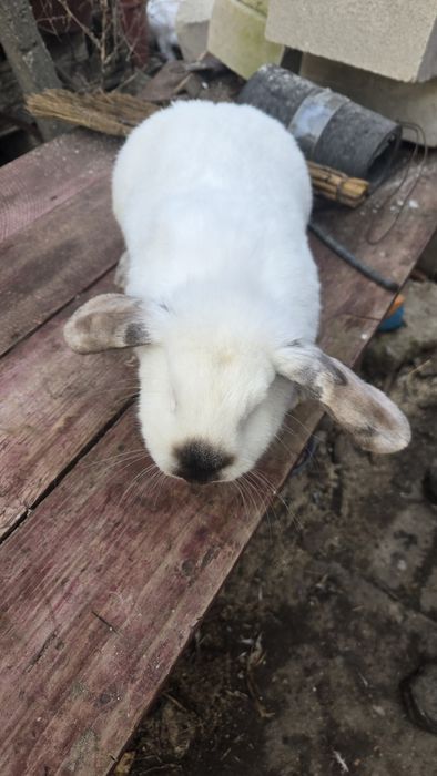 Vand iepuroaica belgiană