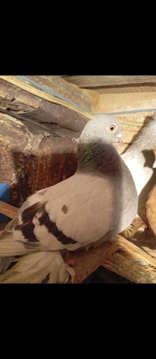 Продам две пары бойных голубей