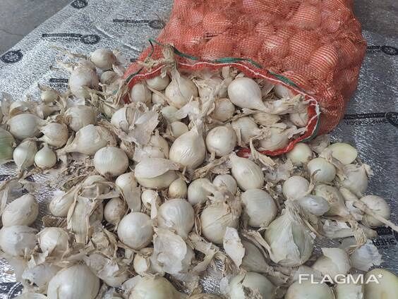 Лук Каратальский, Стардаст репчатый в мешке