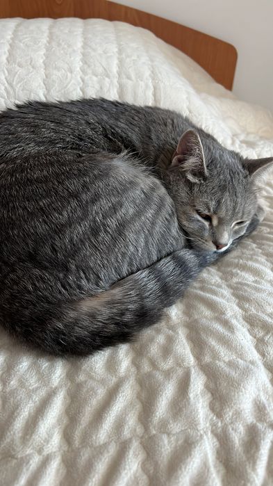 Отдам даром в добрые руки