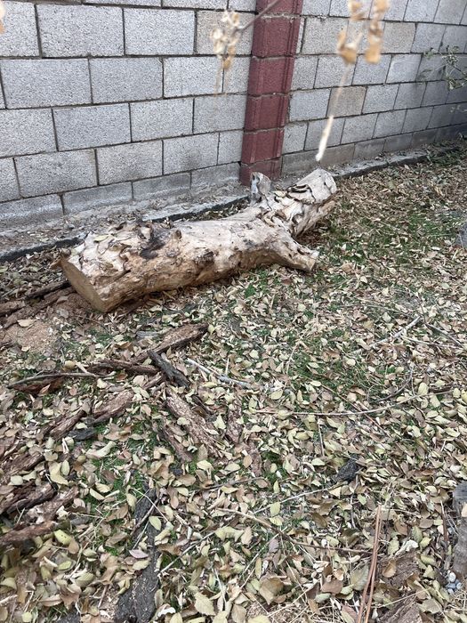 Қара ағаш отынға тегін