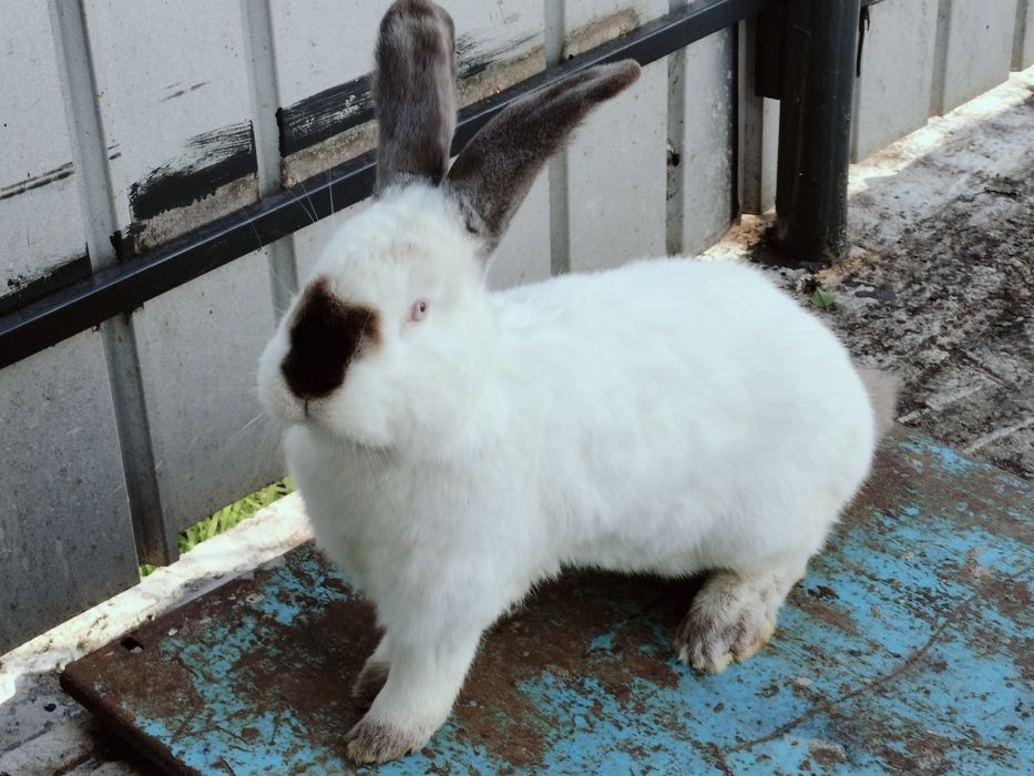 Iepuri uriaș de Transilvania