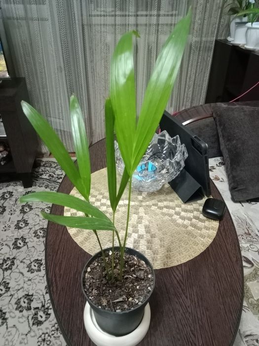 Пальма дипсис продам