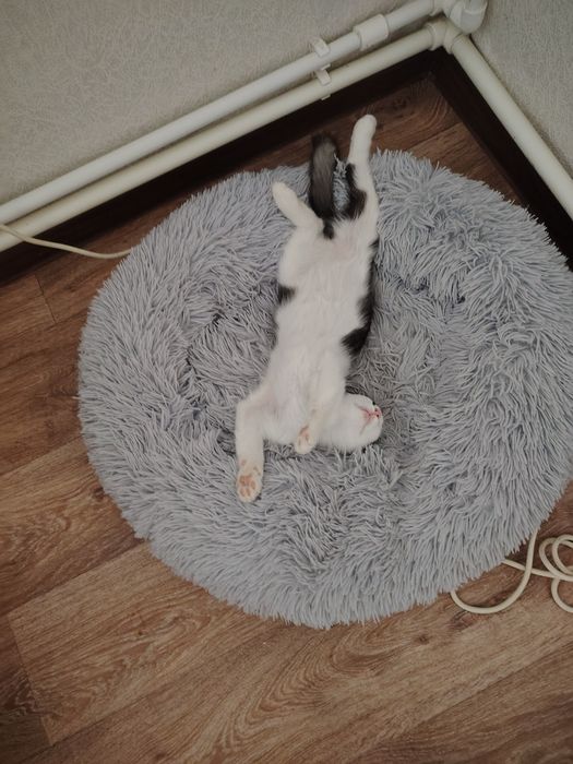 Отдам в добрые руки котят