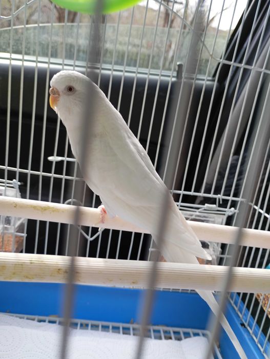 Попугай волнистый