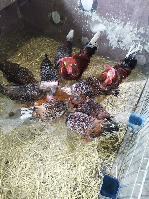 Familie italiene portelan