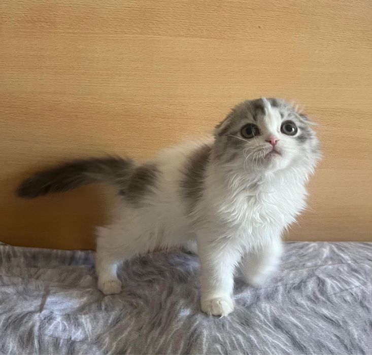 Котята фолды и страйты