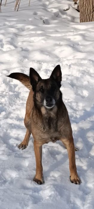 щенки бельгийской овчарки