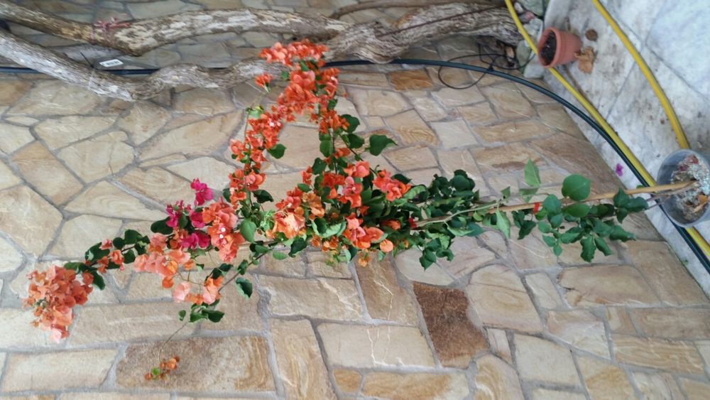 Бугенвилея ( Бугенвилия )