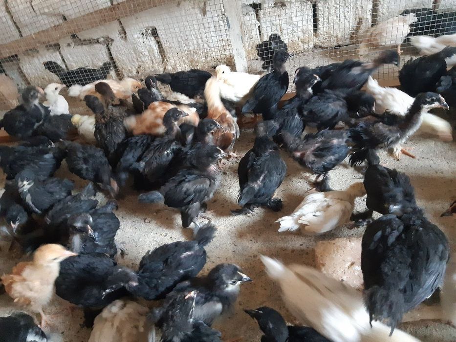 Jo'jalar joja 30 kunlik sifatli ishonchli qora shag'zoda,yubileyniy,