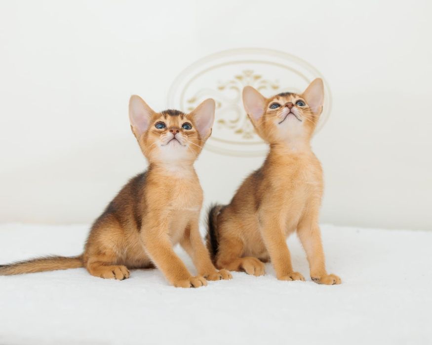 Абиссиские котята дикого окраса