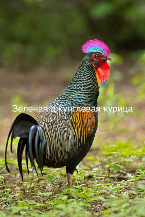 Зеленая джунгливая курица, тухум сотилмиди