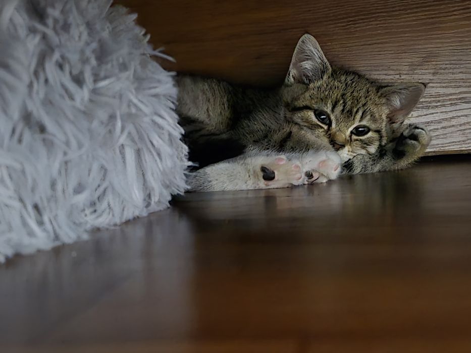 Продается котенок