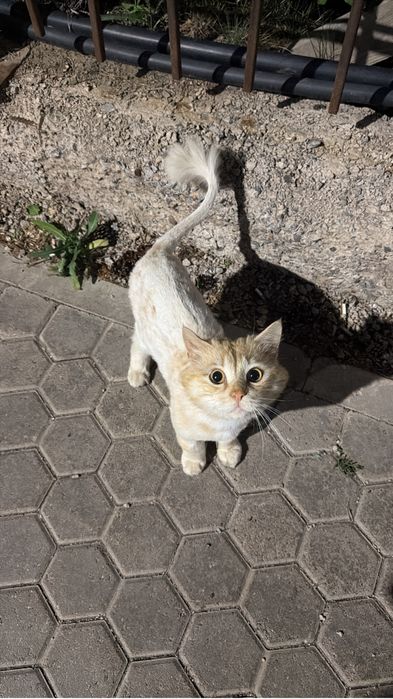 Найден породистый  кот