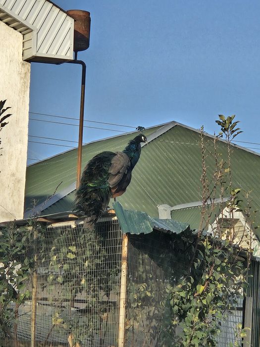 Павлины 2 штуки самец и самки