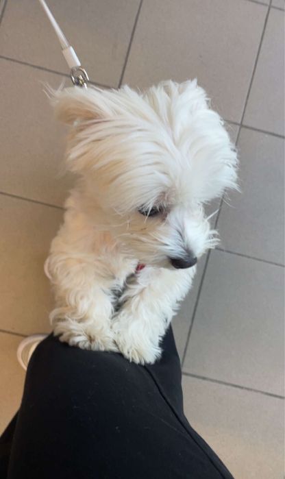 Plimb caini/Pet walker