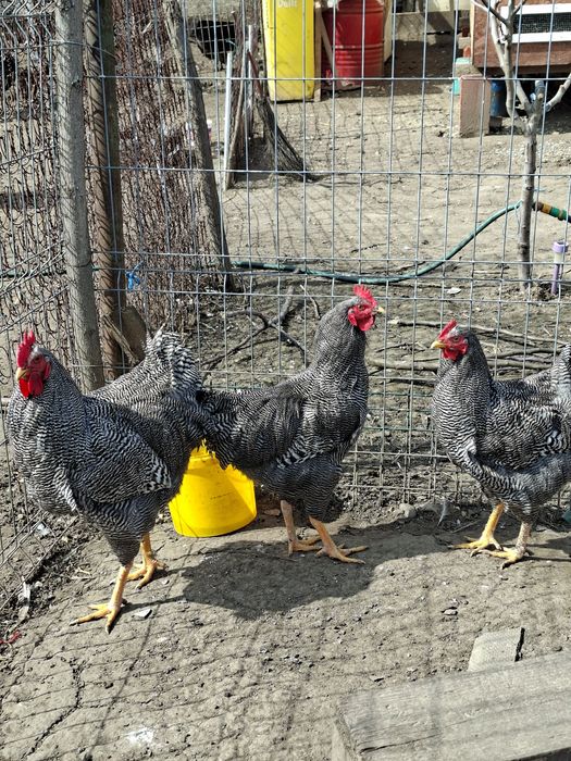 De vanzare cocosi de rasa