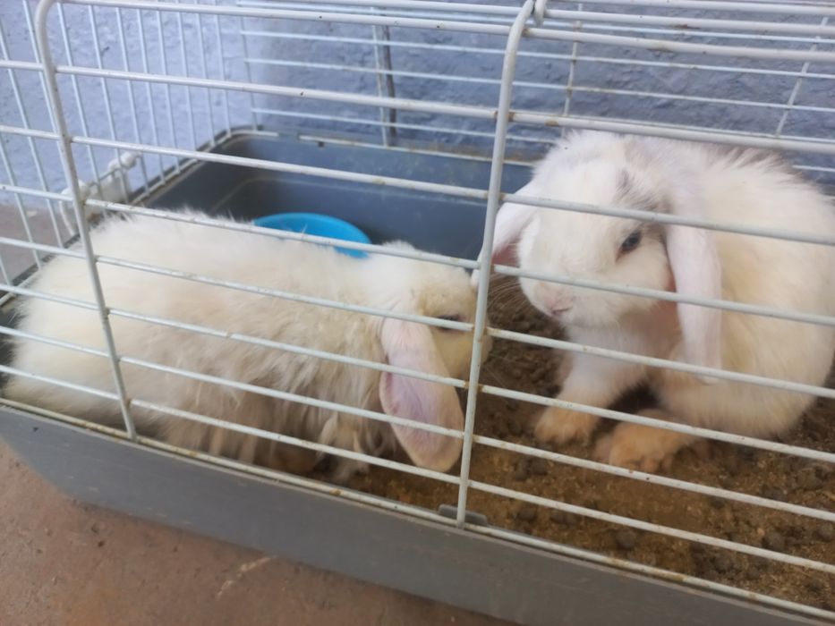 Карликовый кролик Пара