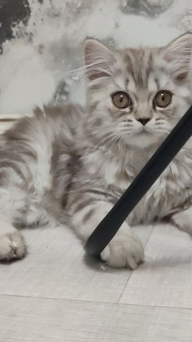Отдам в добрые руки