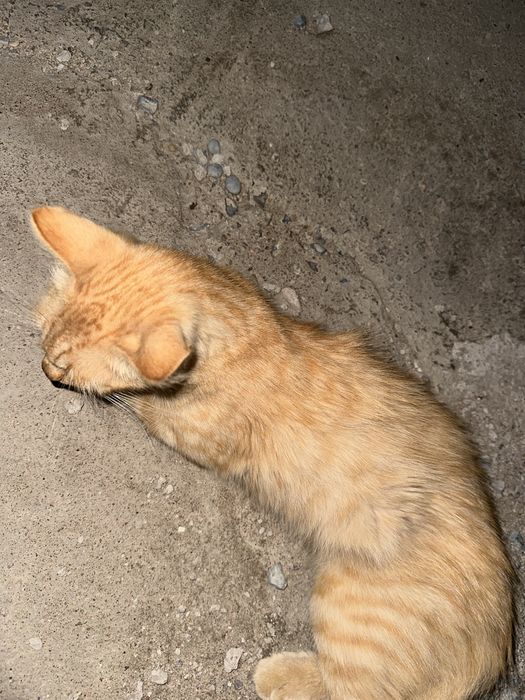 Отдам кота в хорошие руки