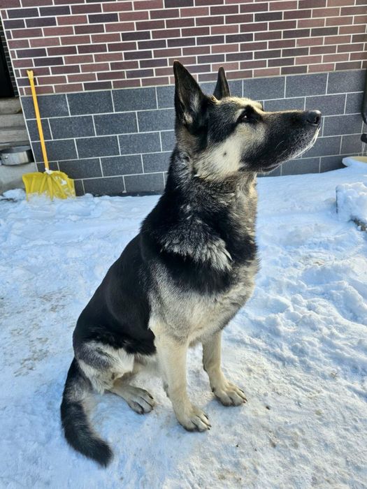 Вео для вязки(кобель)