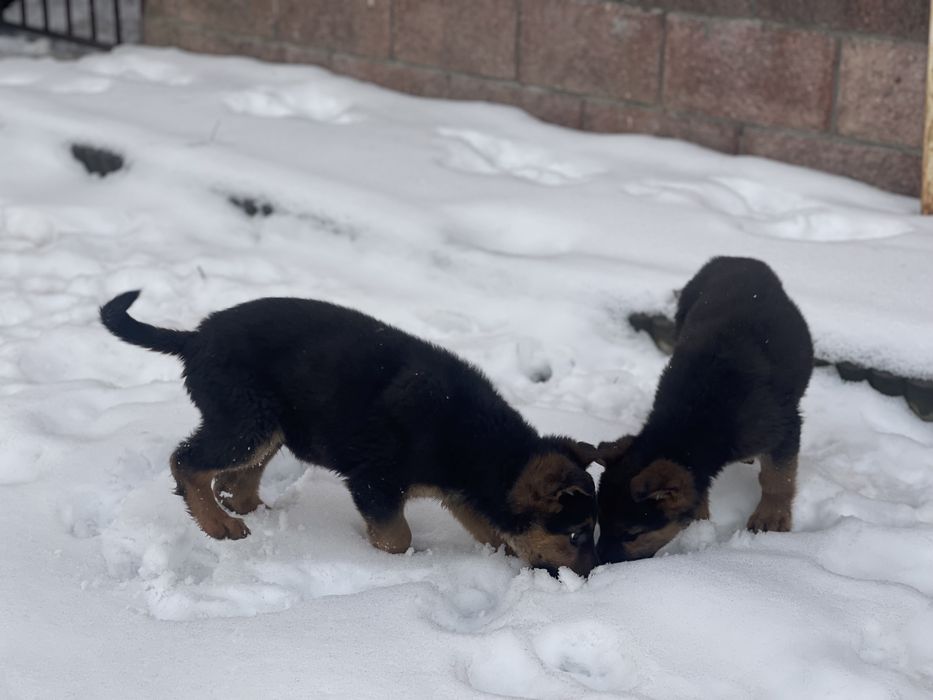 Немецкая овчарка (щенок)
