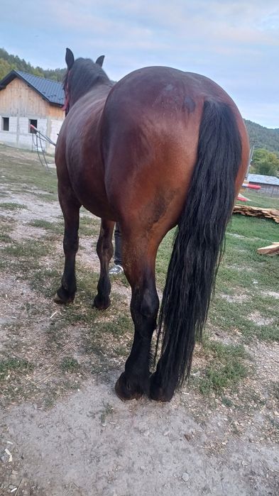 De vânzare mânz castrat de 2 ani