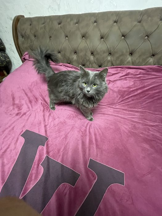 NEBELUNG  mmushug
