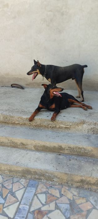 Вязка, опытный кобель породы доберман требуется невестка.