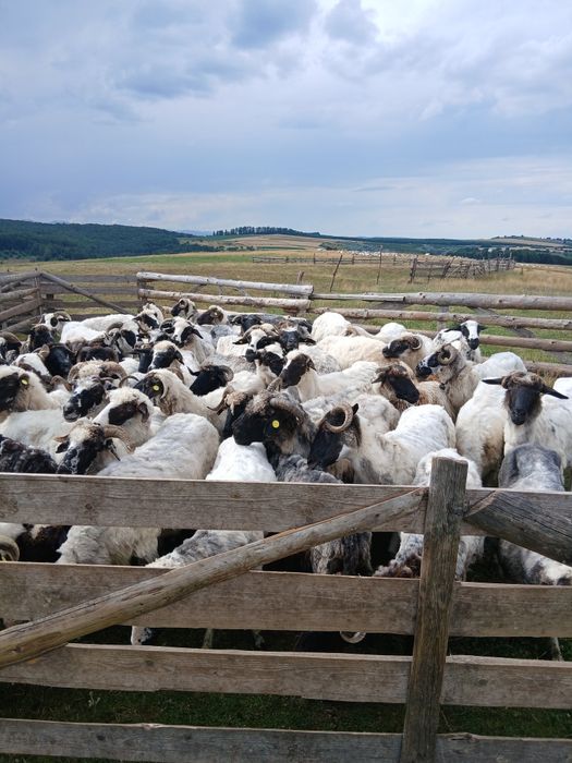 Vad 60 de oi pretul este de opt sute de lei bucata negoceabil sunt miori sunt cu lapte cea mai batrana are 4 mei la cere se vand si 2 berbeci