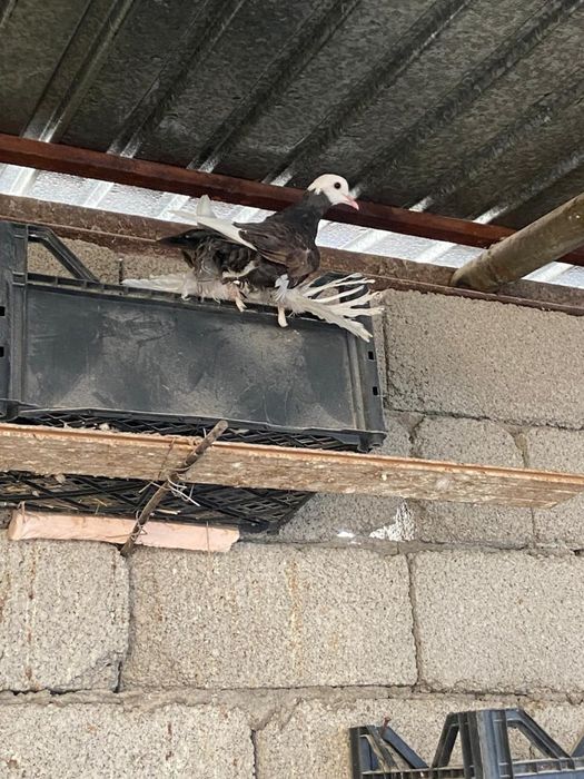 Голуби албаши голубки молодые