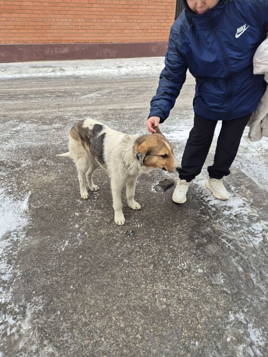Собака, мальчик в добрые рцки