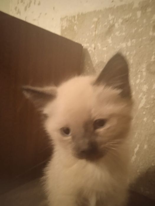 Котёнок ищет добрые руки